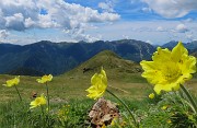 54  Pulsatilla alpina apiifolia - Pulsatilla sulfurea con vista sul Monte Avaro 